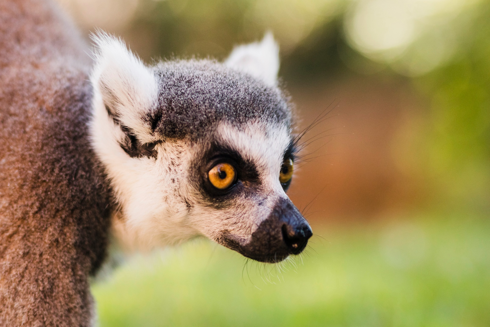 Lémuriens de Madagascar : Guide Complet sur les Primates Emblématiques de l'Île Rouge