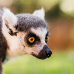 Lémuriens de Madagascar